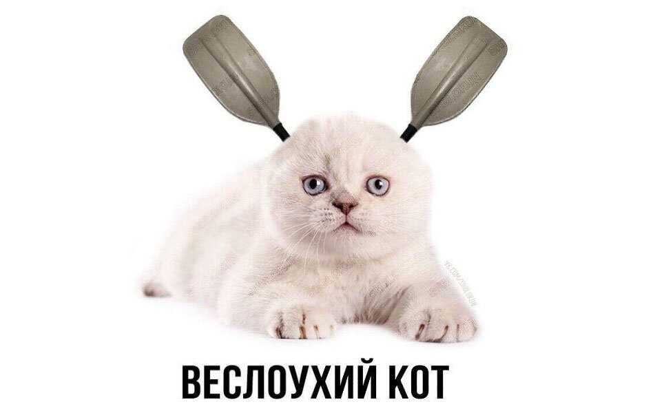 Немного высокоинтеллектуальных мемов. 