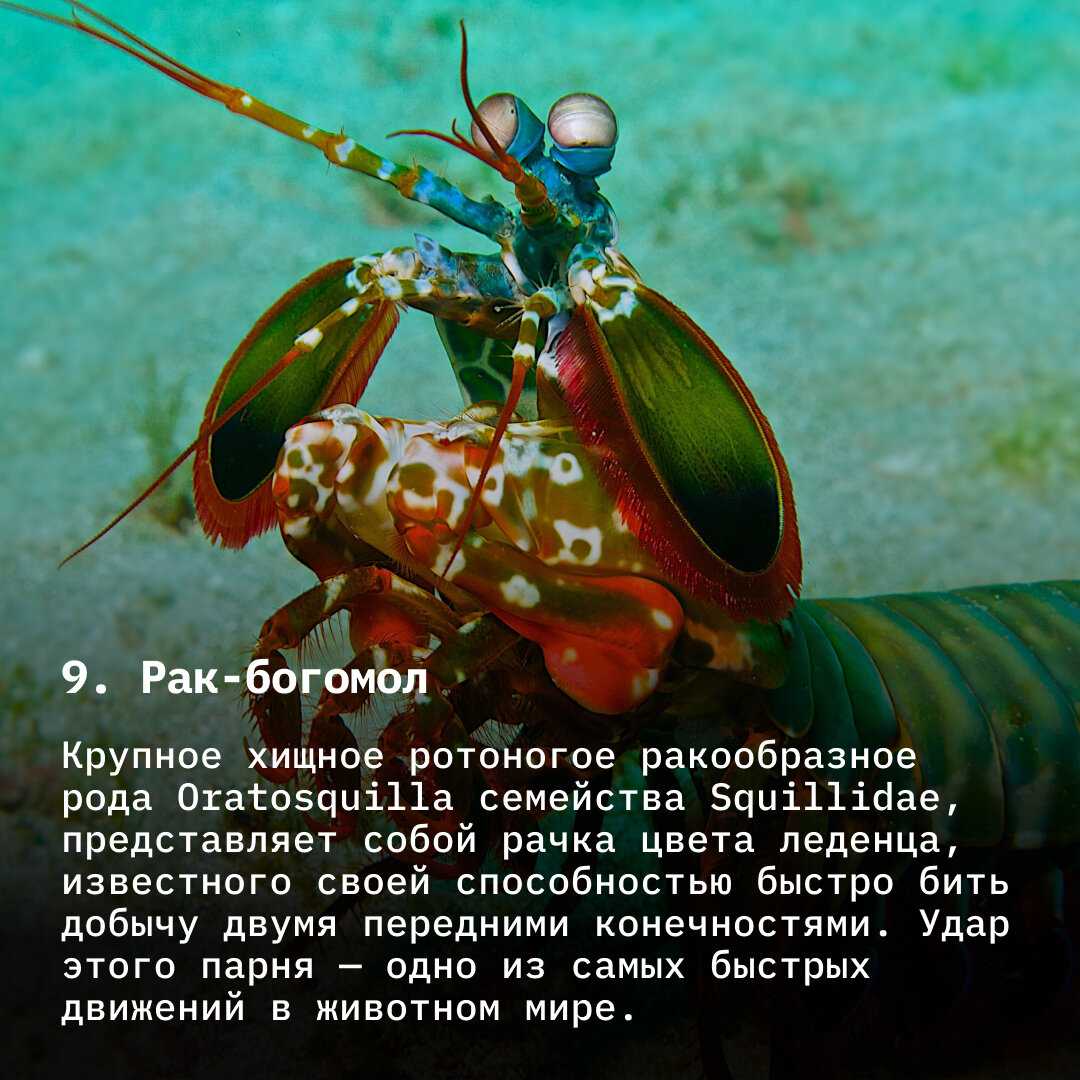 9 редких и страшных морских тварей, живущих под водой: лучше бы с ними не встречаться