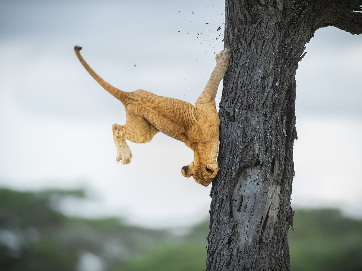 © Jennifer Hadley / Comedy Wildlife Photography Awards 2022 