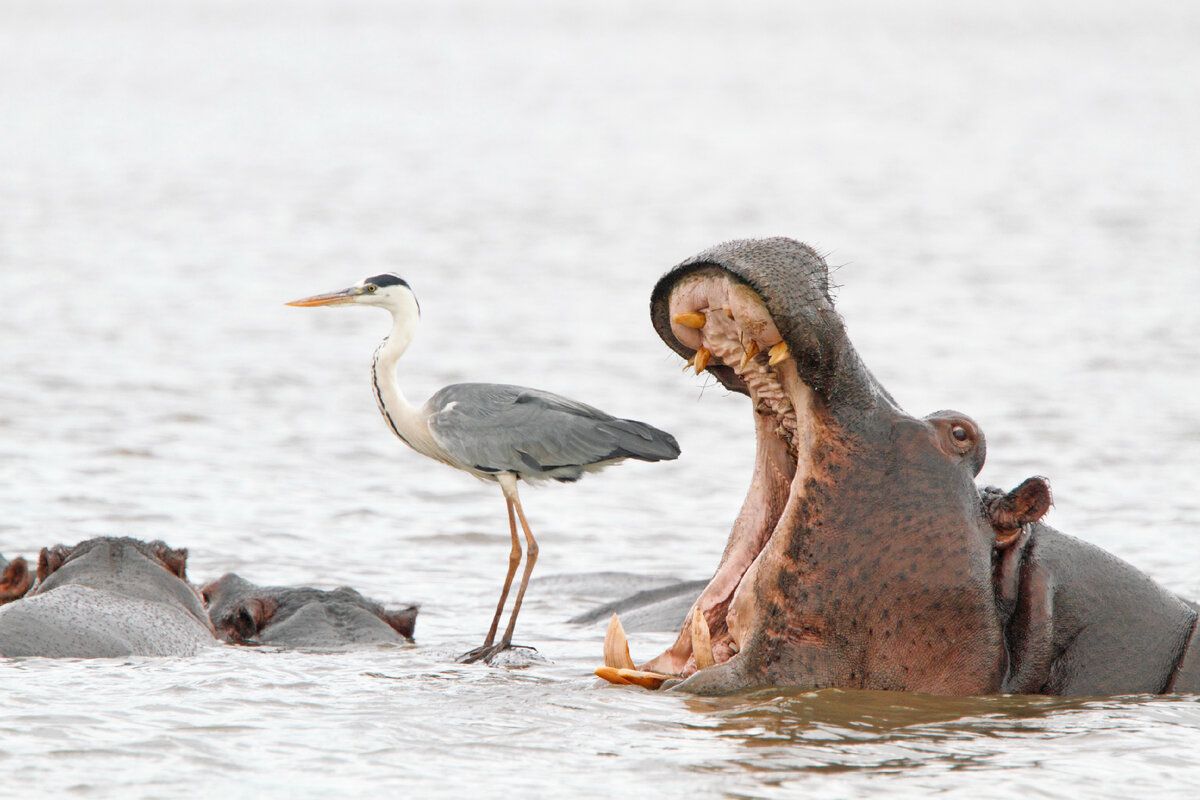 © Jean Jacques Alcalay / Comedy Wildlife Photography Awards 2022 