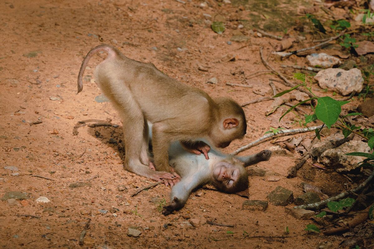 © Federica Vinci / Comedy Wildlife Photography Awards 2022 