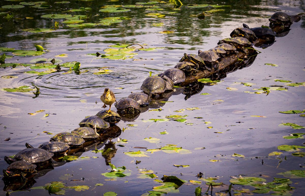 © Ryan Sims / Comedy Wildlife Photography Awards 2022 