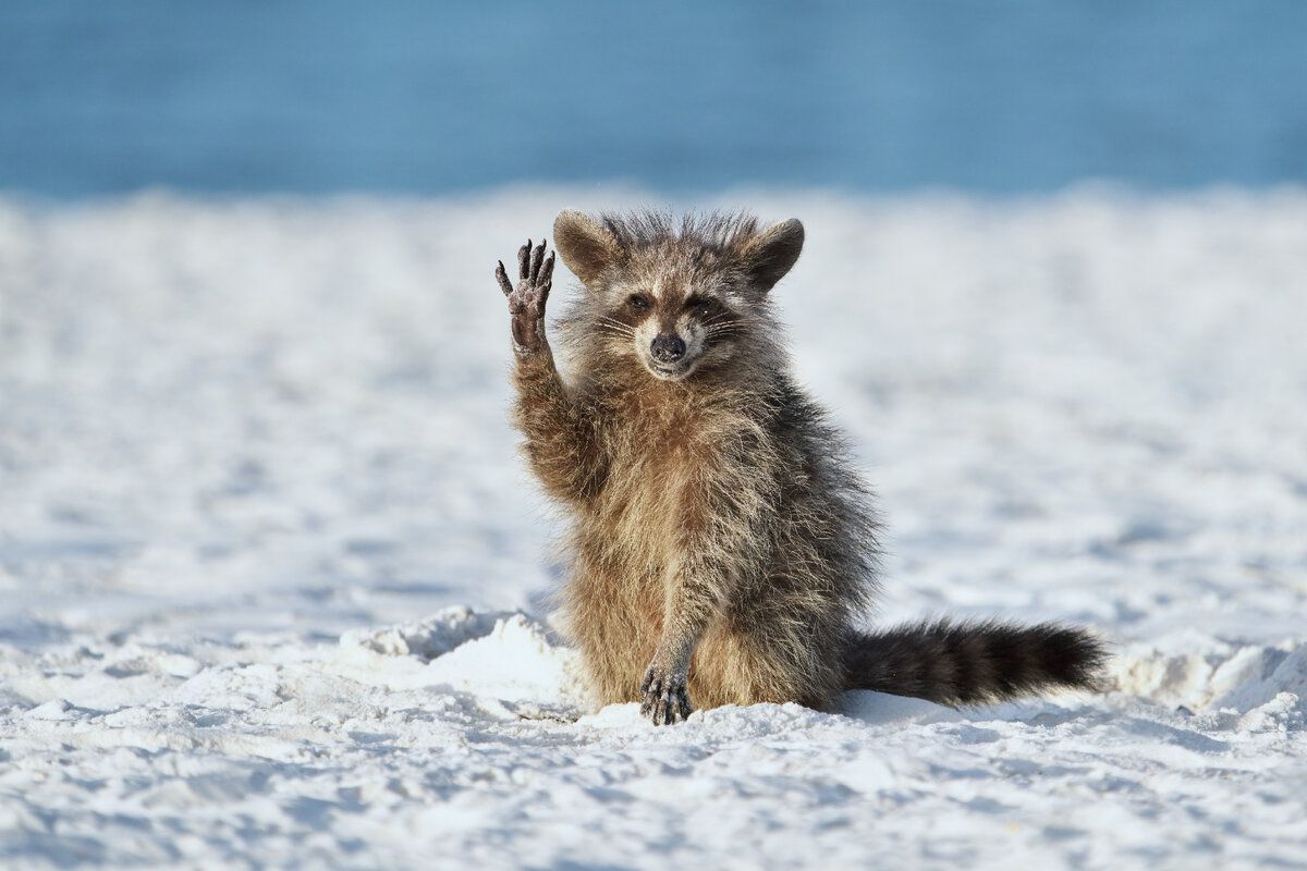 © Miroslav Srb / Comedy Wildlife Photography Awards 2022 