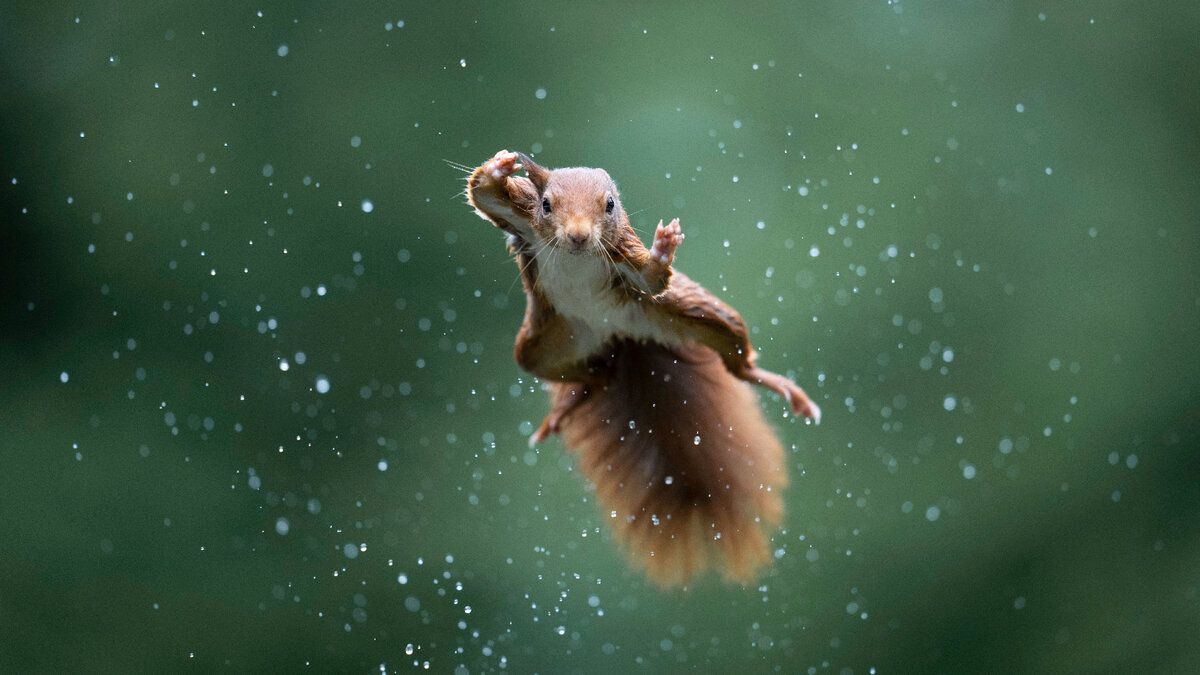 © Alex Pansier / Comedy Wildlife Photography Awards 2022 