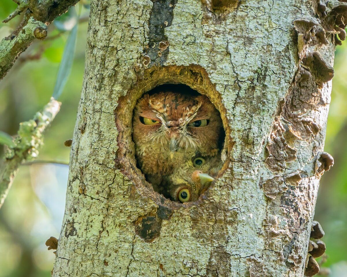 © Mark Schocken / Comedy Wildlife Photography Awards 2022 