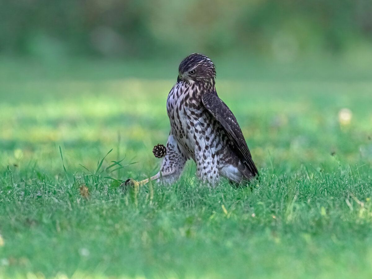 © Jia Chen / Comedy Wildlife Photography Awards 2022