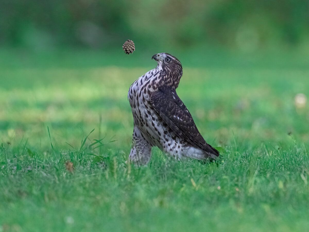 © Jia Chen / Comedy Wildlife Photography Awards 2022